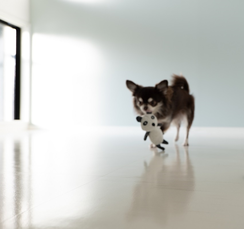 お部屋にはペットの足腰に優しい獣医さんおすすめ愛犬の床を施工しています