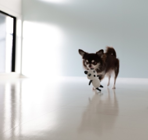 ペットの足腰にやさしい獣医さんおすすめ「愛犬の床」施工済
